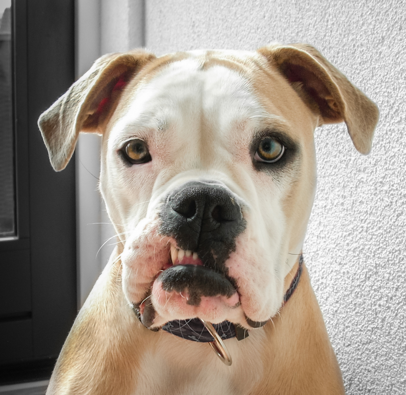 adult white and tan american bull dog